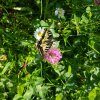 Machaon se gorgeant de nectar. Mon jardin. Fabrice Godet